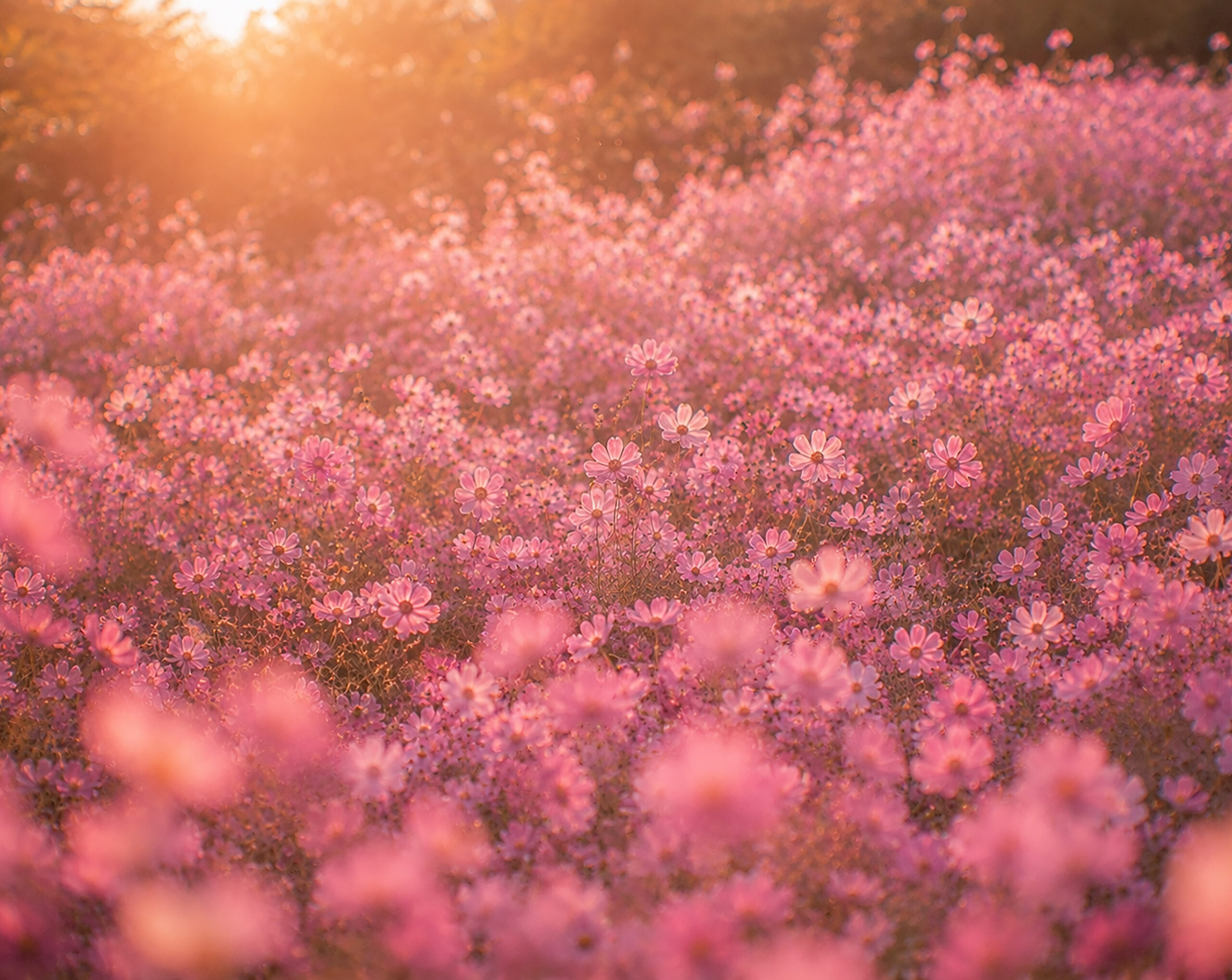 gaze of blossoms image